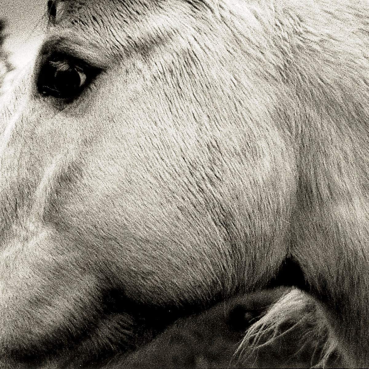 BONNY LIGHT HORSEMAN = S/T